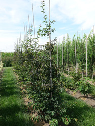Parrotia persica ‘Bella’