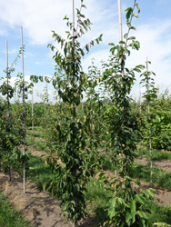 Parrotia persica ‘Fastigiata’