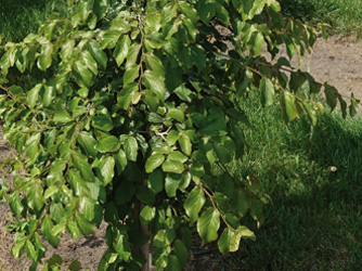 Parrotia persica ‘Vanessa’ 