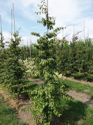 Parrotia persica ‘Vanessa’ 