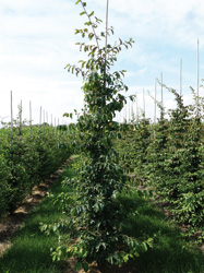 Parrotia persica 