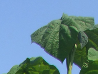 Paulownia tomentosa