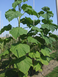 Paulownia tomentosa