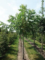 Phellodendron amurense