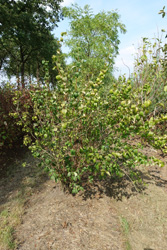 Philadelphus Virginal 