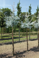 Picea pungens ‘Edith’ 