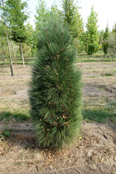 Pinus nigra ‘Green Tower’