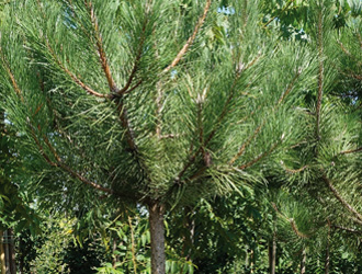 Pinus nigra nigra