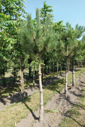 Pinus nigra nigra