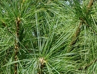 Pinus strobus 