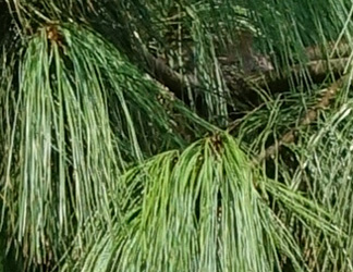 Pinus wallichiana 
