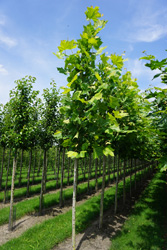 Platanus x acerifolia ‘Huissen’