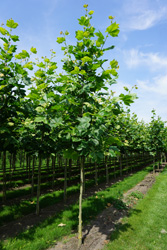 Platanus x acerifolia ‘Malburg’ 
