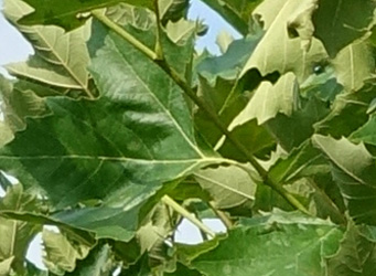 Platanus hispanica