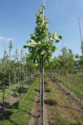 Platanus orientalis ‘Tremonia’