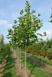 Platanus hispanica