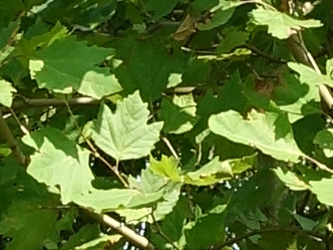 Platanus orientalis 