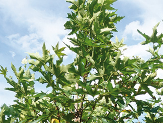 Platanus orientalis ‘Minaret’