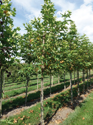 Platanus orientalis ‘Minaret’