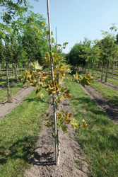 Platanus orientalis ‘Mirkovec’
