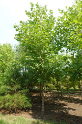 Platanus orientalis 