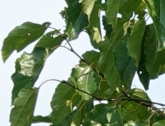 Poliothyrsis sinensis