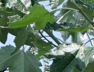 Populus alba