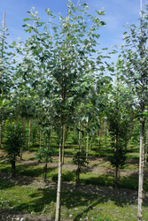 Populus alba