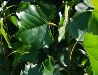 Populus nigra ‘Italica’ 