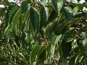 Prunus accolade