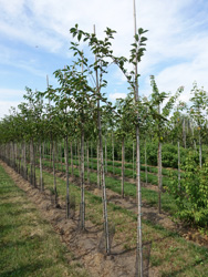 Prunus accolade