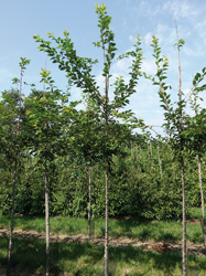 Prunus ‘Autumnalis Rosea’