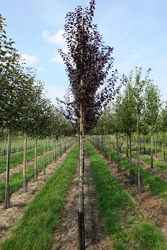 Prunus serasifera ‘Nigra’