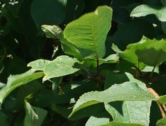 Prunus padus