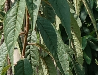 Prunus serrula