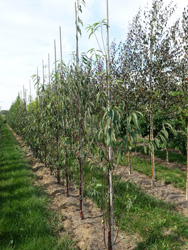 Prunus serrula