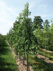 Prunus 'Kiku-shidare-zakura'