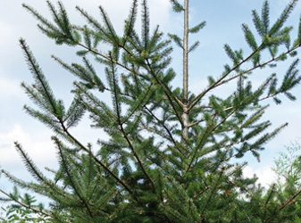 Pseudotsuga menziesii 