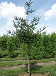 Pseudotsuga menziesii 