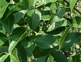 Ptelea trifoliata