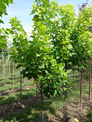 Ptelea trifoliata ‘Aurea’