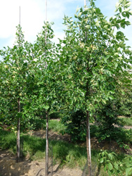 Ptelea trifoliata