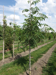 Pterocarya fraxinifolia 