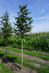 Pterocarya rhoifolia 