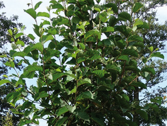 Pterostyrax corymbose