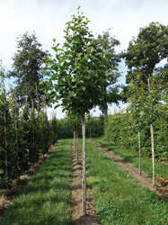 Pterostyrax corymbose