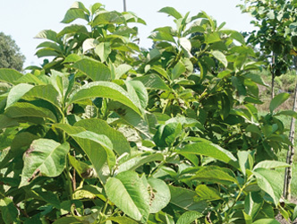 Pterostyrax hispida