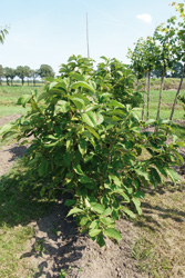 Pterostyrax hispida