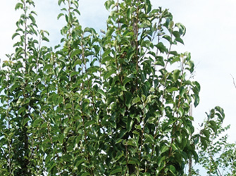 Pyrus calleryana 'Chanticleer' 