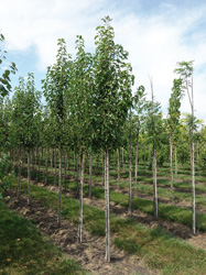 Pyrus calleryana 'Chanticleer' 